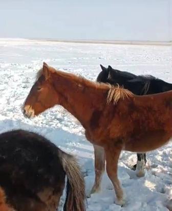 Продам Жеребца