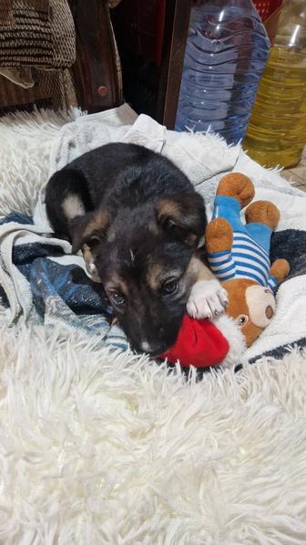 Отдам даром щенка