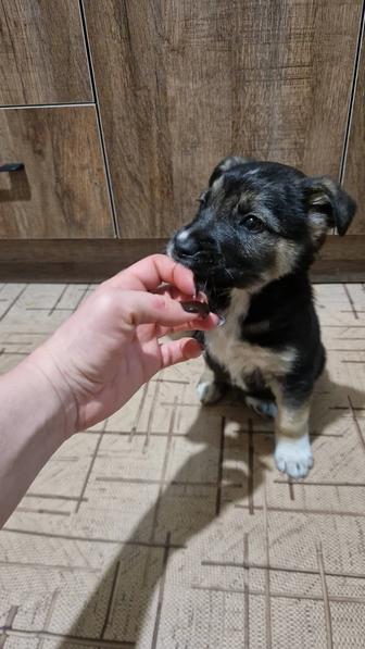 Отдам даром щенка