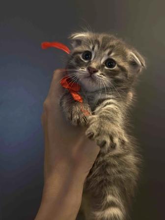 Отдам котят в хорошие руки