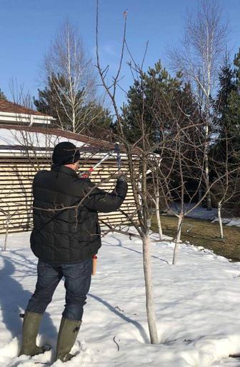Обрезка Плодовых Деревьев