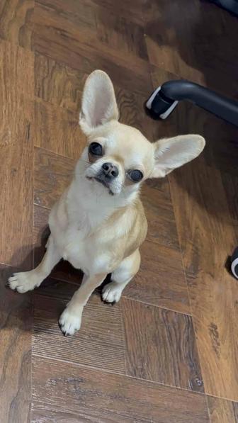 Продам чихуахуа девочка