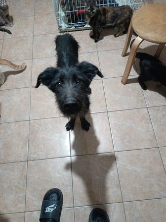 Отдам собаку