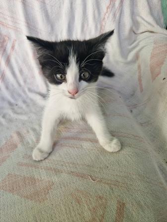 Отдам котят в хорошие руки
