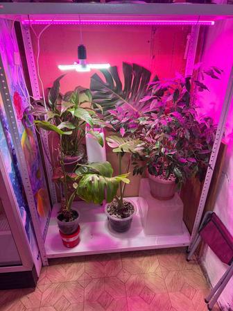 Мастер по уходу за комнатными растениями.