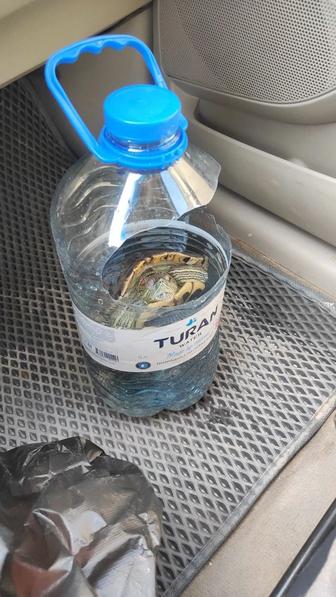 СРОЧНО отдам черепаху