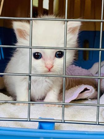 Отдается котенок в Добрые руки