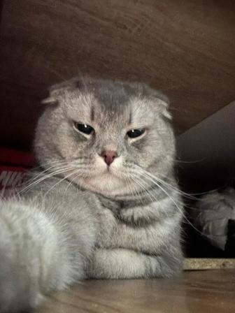 Кот
