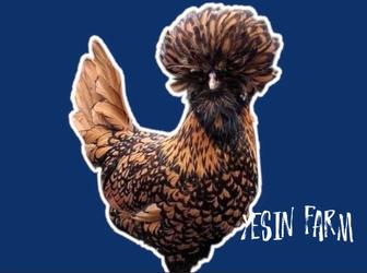 Инкубационные яйца кур Леггорн и Ломан Браун