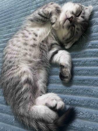 Шотландская котенок