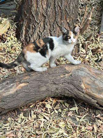 Отдам кошечку в добрые руки