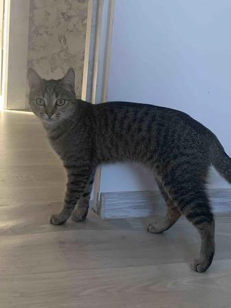 Отдам котенка