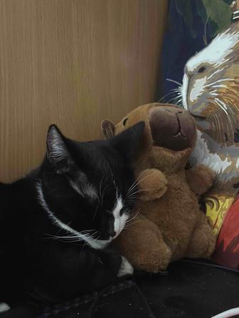Отдам котенка в добрые руки