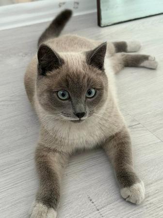 отдам котика в хорошие руки