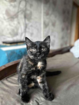 Отдам котенка в добрые руки