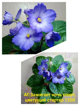 Фиалки сортовые