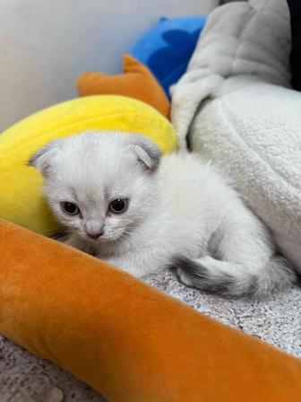 Шотланский веслоухи