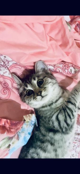 БЕСПЛАТНО! Отдаем кошку в добрые руки.