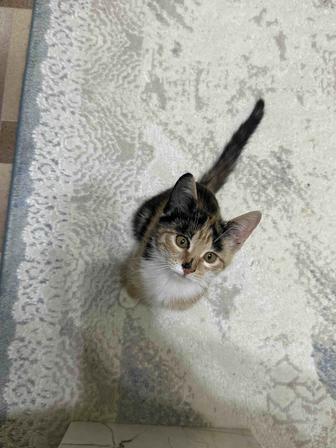 Котята в самые добрые руки