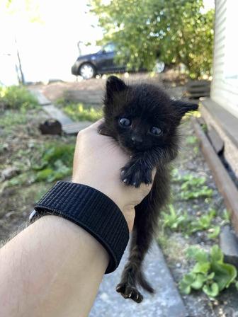 Отдам котят в хорошие руки