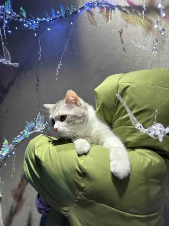 Отдам кота в добрые руки