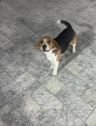 Пропала собака