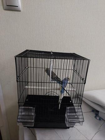 Попугайчики клетка корм минералы