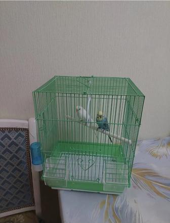 Попугайчики клетка корм минералы