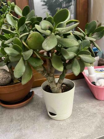 Продам растения