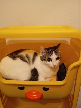 Кошка