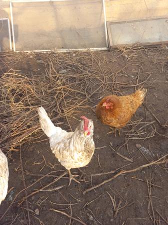 Продам кур