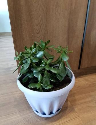 Продам денежное дерево