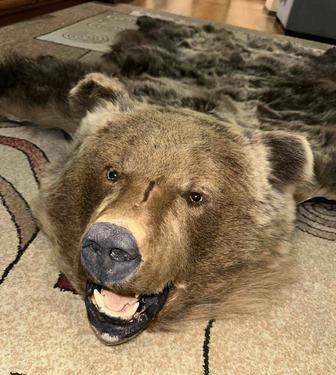 Продам шкуру медведя