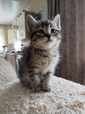 отдам котят
