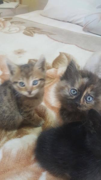 отдам котят