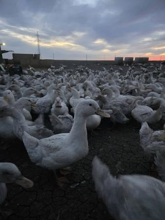 Продам живых месячных утят вес от 1 кг