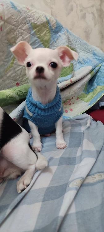 Щенок Чихуахуа