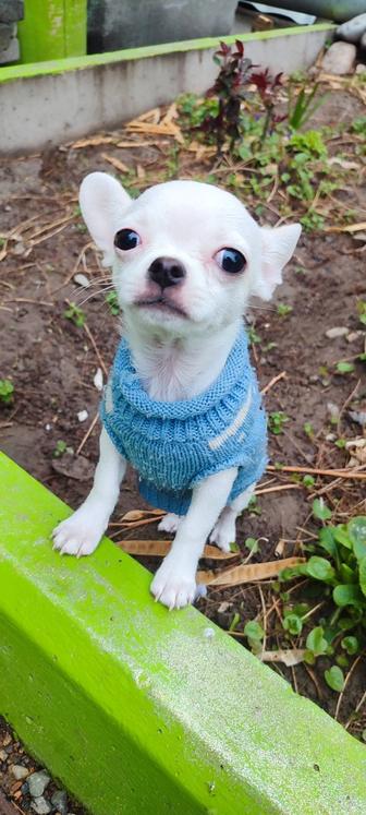 Щенок Чихуахуа