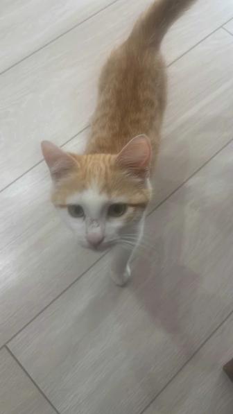 Котенок в добрые руки
