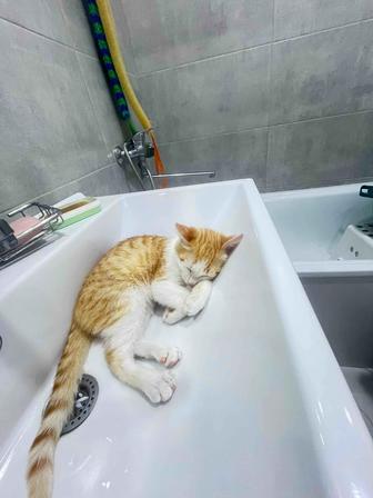 Котенок в добрые руки