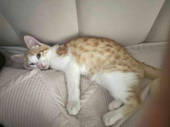 Котенок ищет новый дом