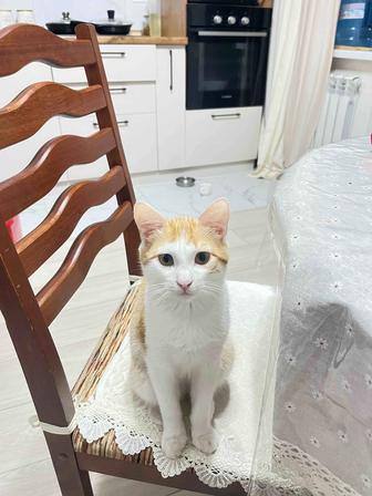 Котенок ищет новый дом