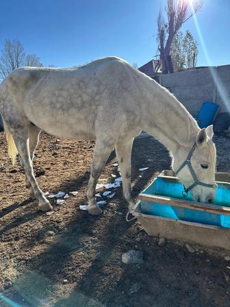 Продам лошадь