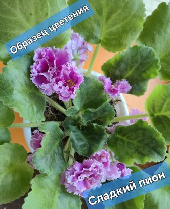 Продам фиалки комнатные