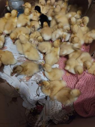 Утята 6 суточные 0продажа