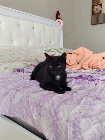 Котенок