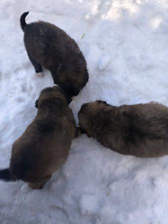 Щенки в добрые руки