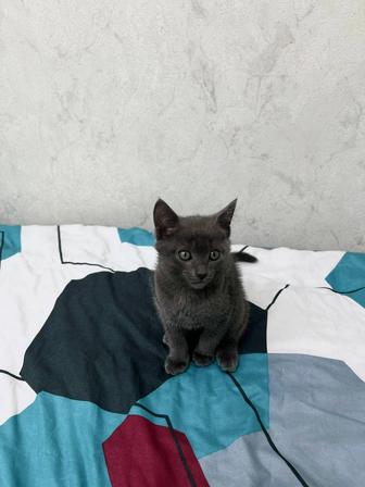 Милые котята в хорошие руки