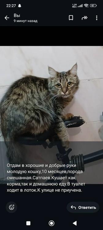 Отдам в добрые руки молодую кошку смешанной породы