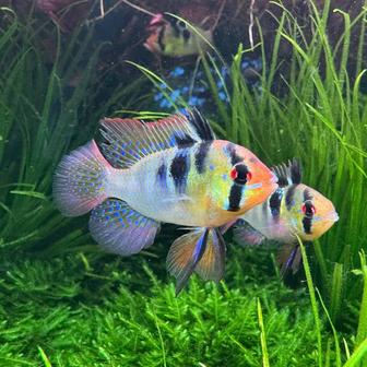 Апистограмма рамирези.